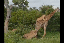 Hươu cao cổ thoát cuộc tấn công của bầy sư tử nhờ quyết tâm không gục ngã