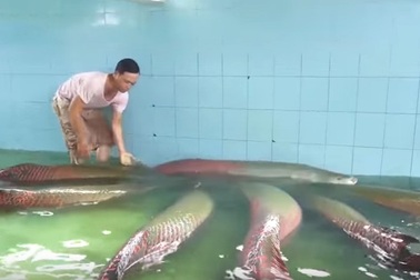 Đại gia chơi ngông “săn” quái thú về làm thú cưng trong nhà