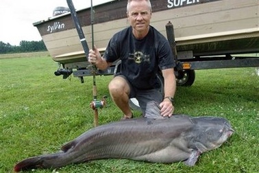 Cá trê khổng lồ nặng 43,5 kg