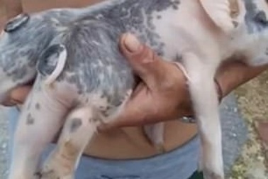 Clip lợn sáu chân, hai đuôi gây xôn xao ở Trung Quốc