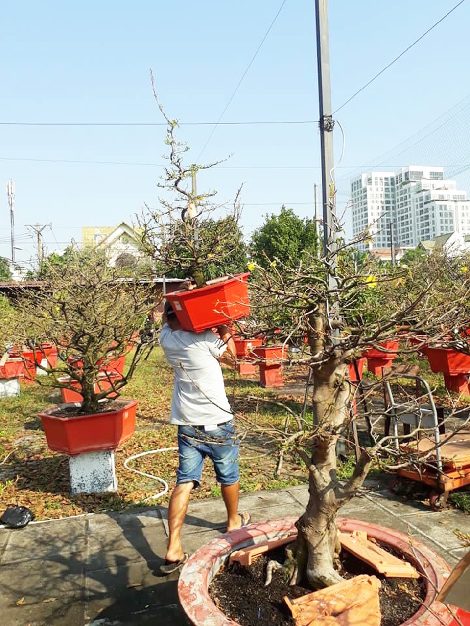 Kiếm cả trăm triệu đồng nhờ giao hoa mai dịp Tết - 2 Kiếm cả trăm triệu đồng nhờ giao hoa mai dịp Tết - 2