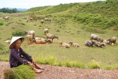 Cụ bà 87 tuổi “chỉ huy” mấy chục con trâu