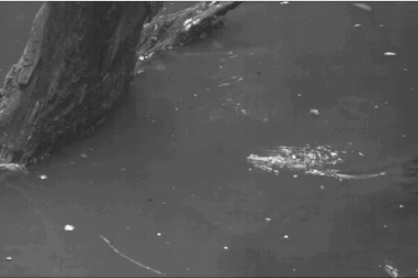 Các nhà khoa học tìm ra nguyên nhân vì sao tắc kè có thể chạy trên mặt nước