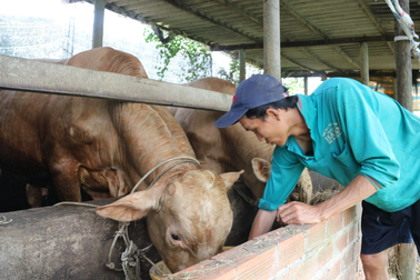 Lao động ngoài nước mỗi năm mang về hơn 1.300 tỷ đồng