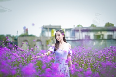 Hà Nội: Rủ nhau "check-in" với cánh đồng oải hương thảo đẹp như trời Tây