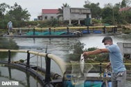 Rời Nhật Bản về quê, chàng trai tạo sự khác biệt trong nghề nuôi cá lồng