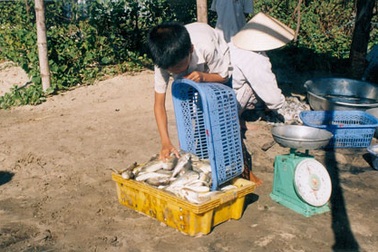 Cha tử vong, con nguy kịch vì ăn cá nóc