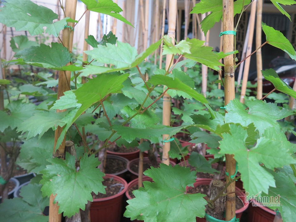 Từ gốc nho bạn tặng, nông dân Sài Gòn thu 500 triệu đồng/năm - 9