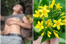 Ăn nhầm lá ngón, 5 người thương vong