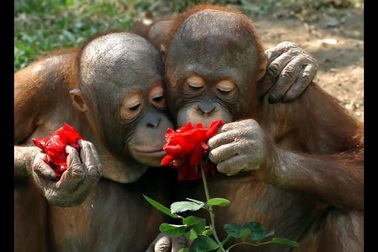 Khoảnh khắc động vật "dịu dàng" bên những cánh hoa