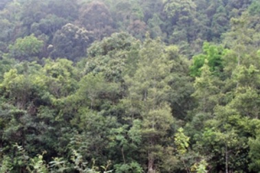 Chủ tịch tỉnh chỉ đạo ngăn chặn triệt để nạn phá rừng trái phép