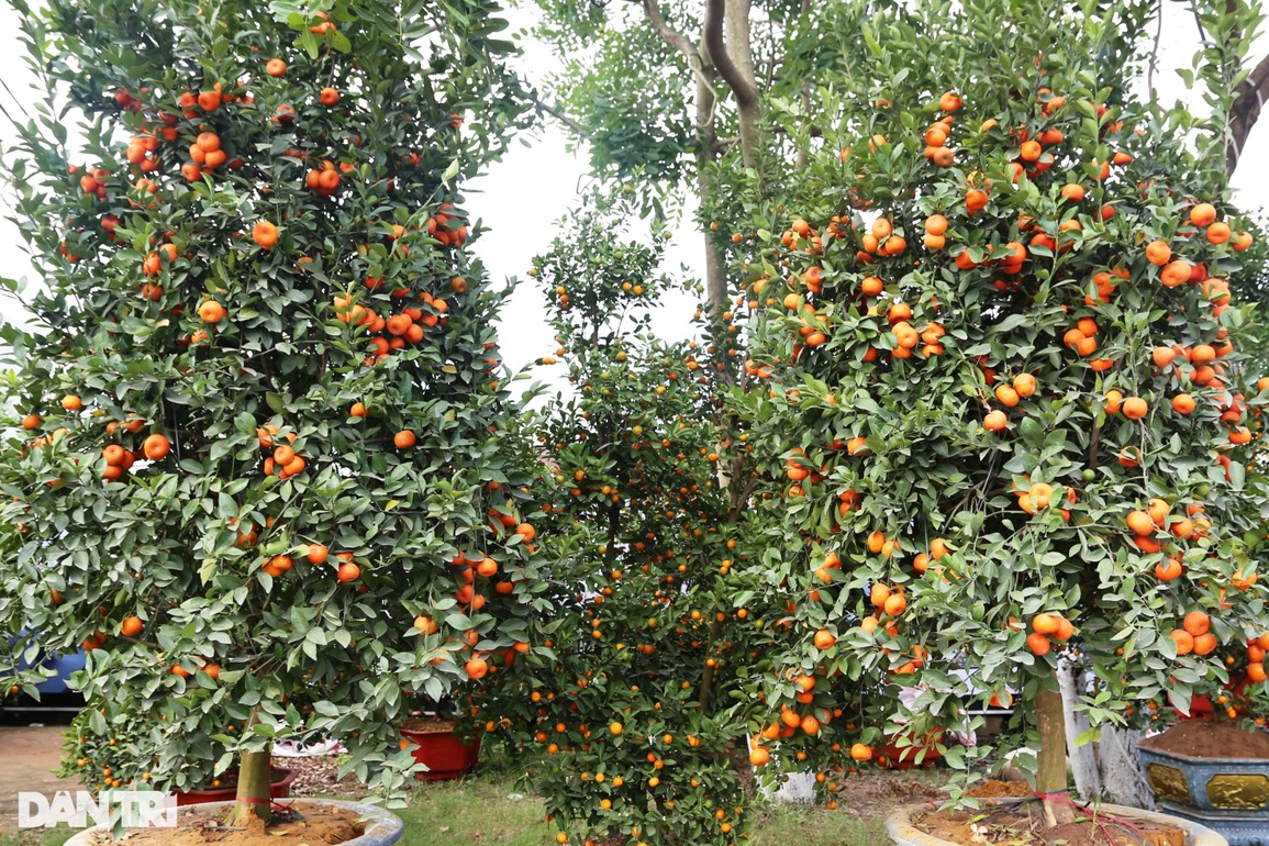 Lạ mắt cây hoa trà, nhất chi mai giá hàng chục triệu khoe sắc dịp Tết - 11 Lạ mắt cây hoa trà, nhất chi mai giá hàng chục triệu khoe sắc dịp Tết - 11