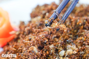 Món nộm làm từ tổ kiến lúc nhúc, khiến khách "nổi da gà" ở Mai Châu