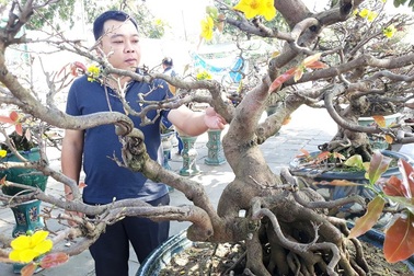 Đại gia “săn” mai bonsai cổ thụ hàng trăm triệu đồng về chơi Tết