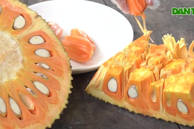 10x giúp cha mẹ kiếm hơn nửa tỷ đồng nhờ trồng mít