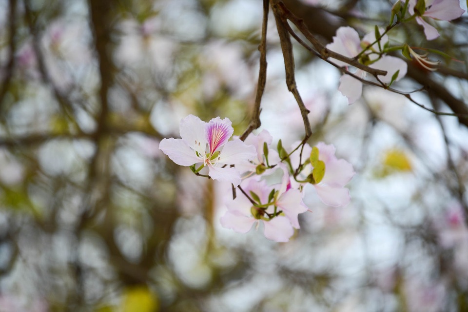 Sắc hoa Tây Bắc nở rộ giữa lòng Hà Nội - 6