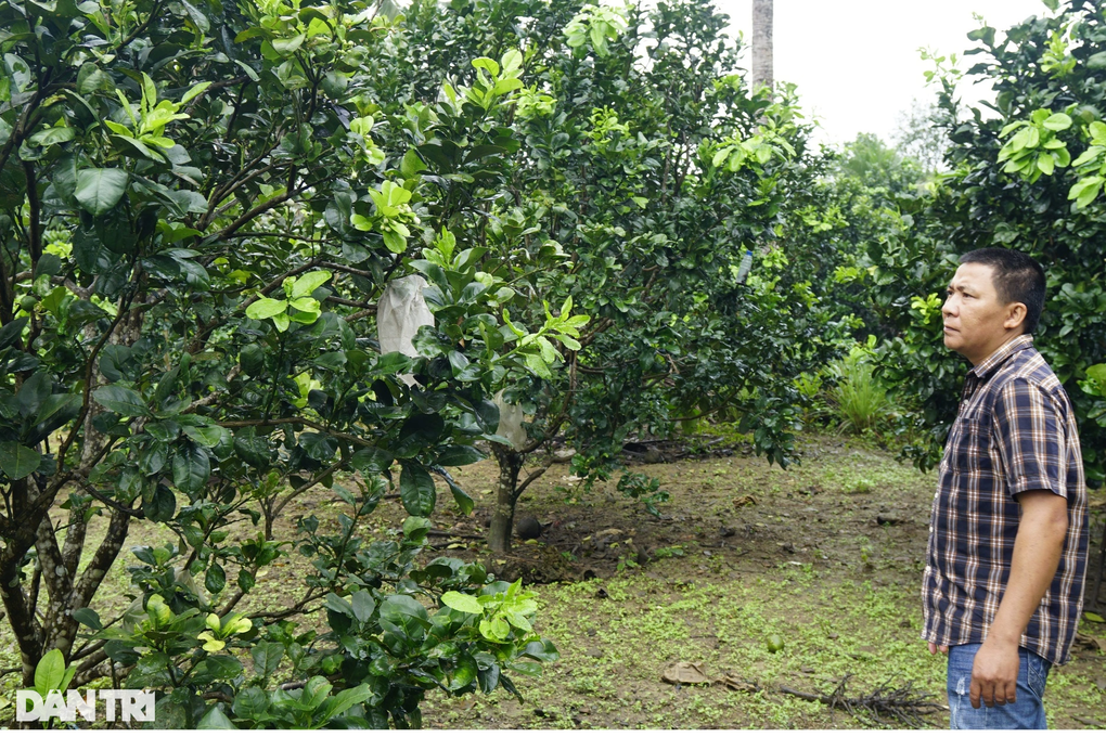 Khai tử cây keo, trồng bưởi da xanh, nông dân Bình Định thành tỷ phú - 1 Khai tử cây keo, trồng bưởi da xanh, nông dân Bình Định thành tỷ phú - 1