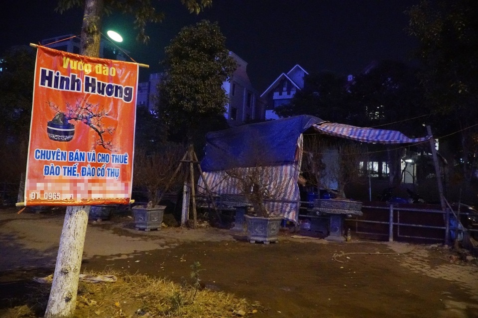 Cuối năm người lao động dựng lán canh đào, bưởi xuyên đêm - 2