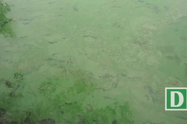 Mặt nước Hồ Gươm chuyển màu xanh "lạ" do tảo độc