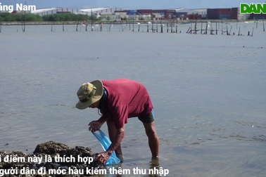 Theo chân thợ móc hàu trên bãi đá ngầm