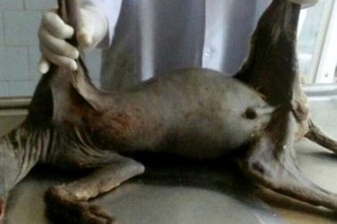 Giết được "quỷ" hút máu dê ở Ukraine?