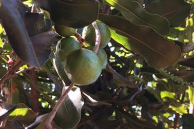 Phát triển cây mắc-ca trở thành sản phẩm quốc gia