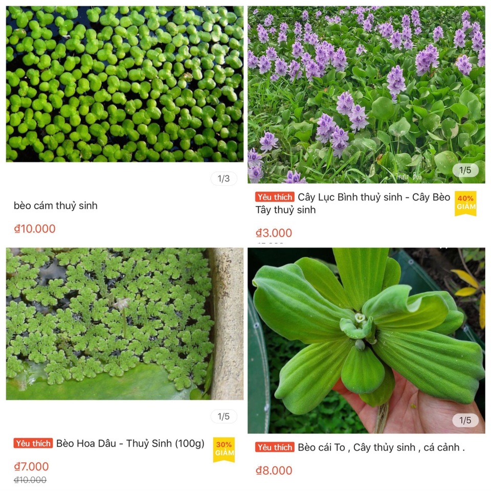 Ở quê bỏ đi lợn cũng không ăn, lên mạng bán 50 ngàn đồng/cây - 4 Ở quê bỏ đi lợn cũng không ăn, lên mạng bán 50 ngàn đồng/cây - 4