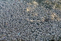 Cá chết nổi dày đặc hồ sinh thái Bàu Sen ở Bình Định