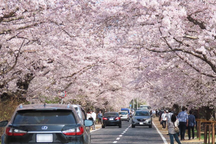 Fukushima - mảnh đất của sự hồi sinh