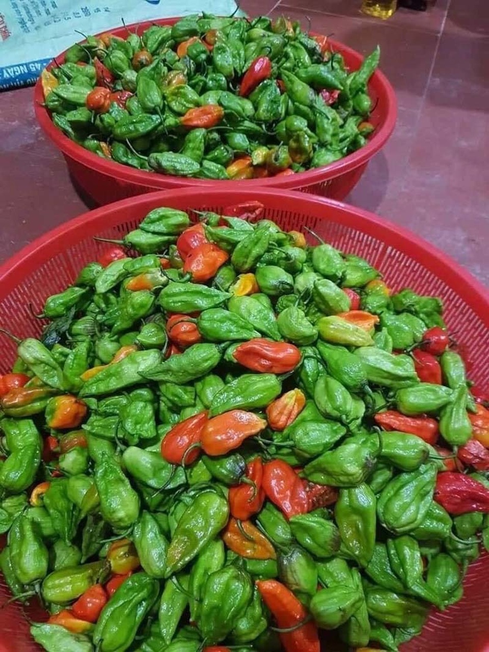 Ớt trung đoàn đặc sản giá đắt, thương lái tranh mua từng cân - 1 Ớt trung đoàn đặc sản giá đắt, thương lái tranh mua từng cân - 1
