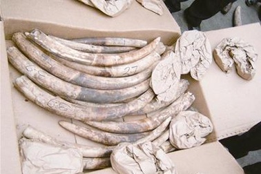 Nhập lậu ngà voi số lượng lớn bằng máy bay