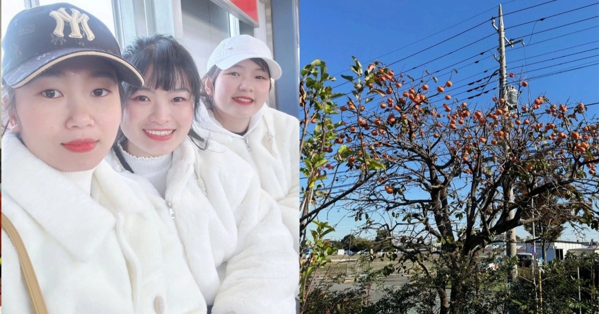 Hành động ấm lòng của cụ ông người Nhật khi lao động Việt hỏi mua quả hồng