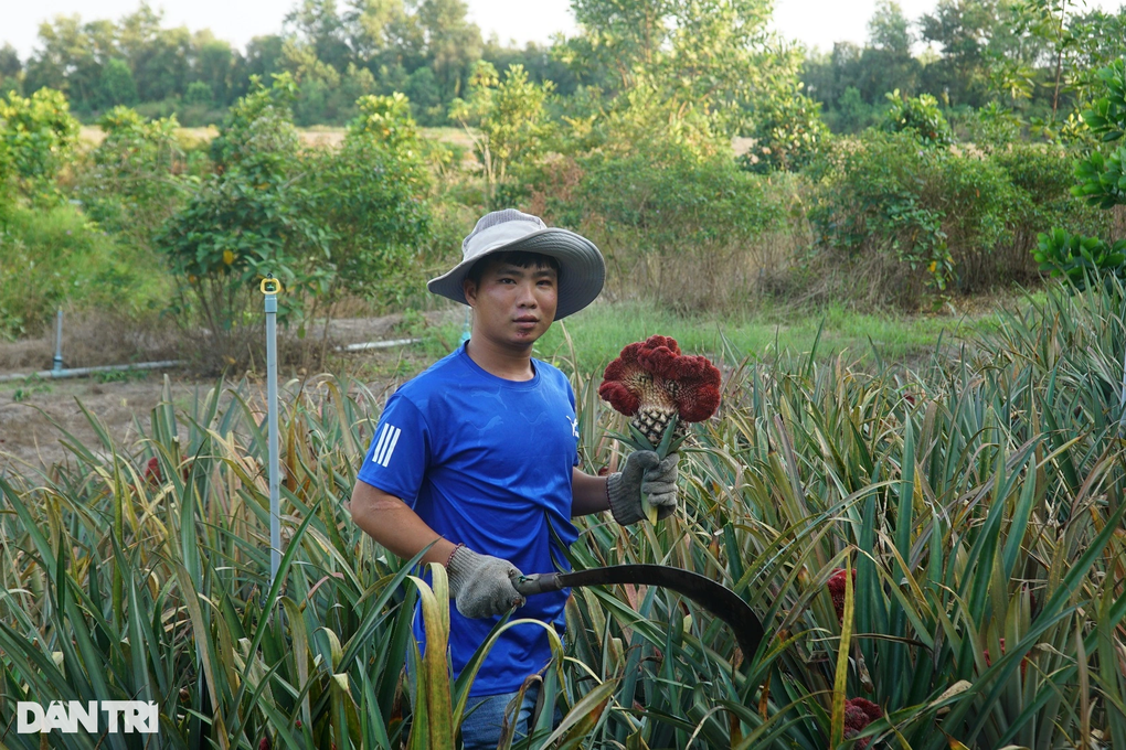 Trồng dứa vảy rồng, nông dân chưa mang ra chợ Tết đã hết hàng - 4 Trồng dứa vảy rồng, nông dân chưa mang ra chợ Tết đã hết hàng - 4