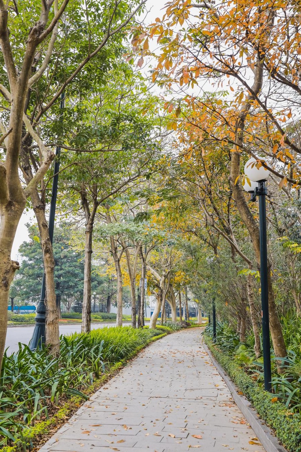 Ấn tượng sắc xuân tại Ciputra Hanoi - 2 Ấn tượng sắc xuân tại Ciputra Hanoi - 2