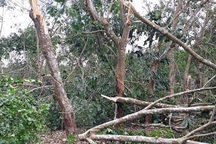 Lốc tàn phá vườn cao su, "thổi" lệch cầu treo