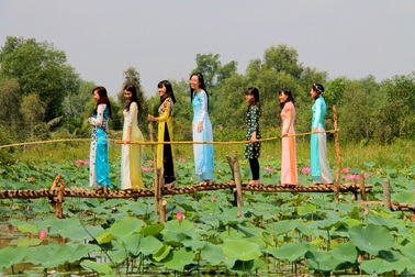 E ấp đồng sen Long Phước giữa lòng Sài Thành