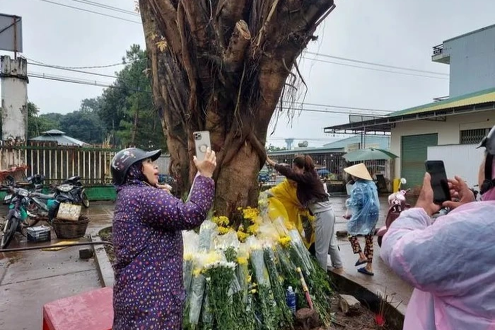Người dân rủ nhau xem thân cây si có bóng giống khuôn mặt người ở Gia Lai - 3 Người dân rủ nhau xem thân cây si có bóng giống khuôn mặt người ở Gia Lai - 3