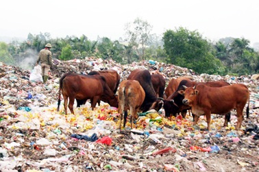 “Núi” rác lộ thiên nằm sát quốc lộ