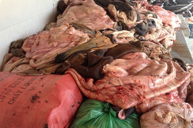 Xe tải chở hơn 1,5 tấn da trâu, bò thối rỉ đầy nước ra quốc lộ