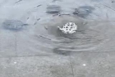 Rùa hợp lực hỗ trợ bạn bị lật ngửa