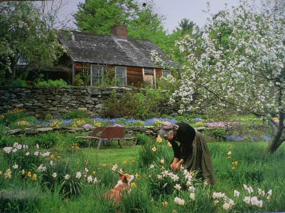 Sửng sốt với ngôi nhà hoa hồng đẹp như bước ra từ truyện cổ tích của cụ bà 92 tuổi - 1