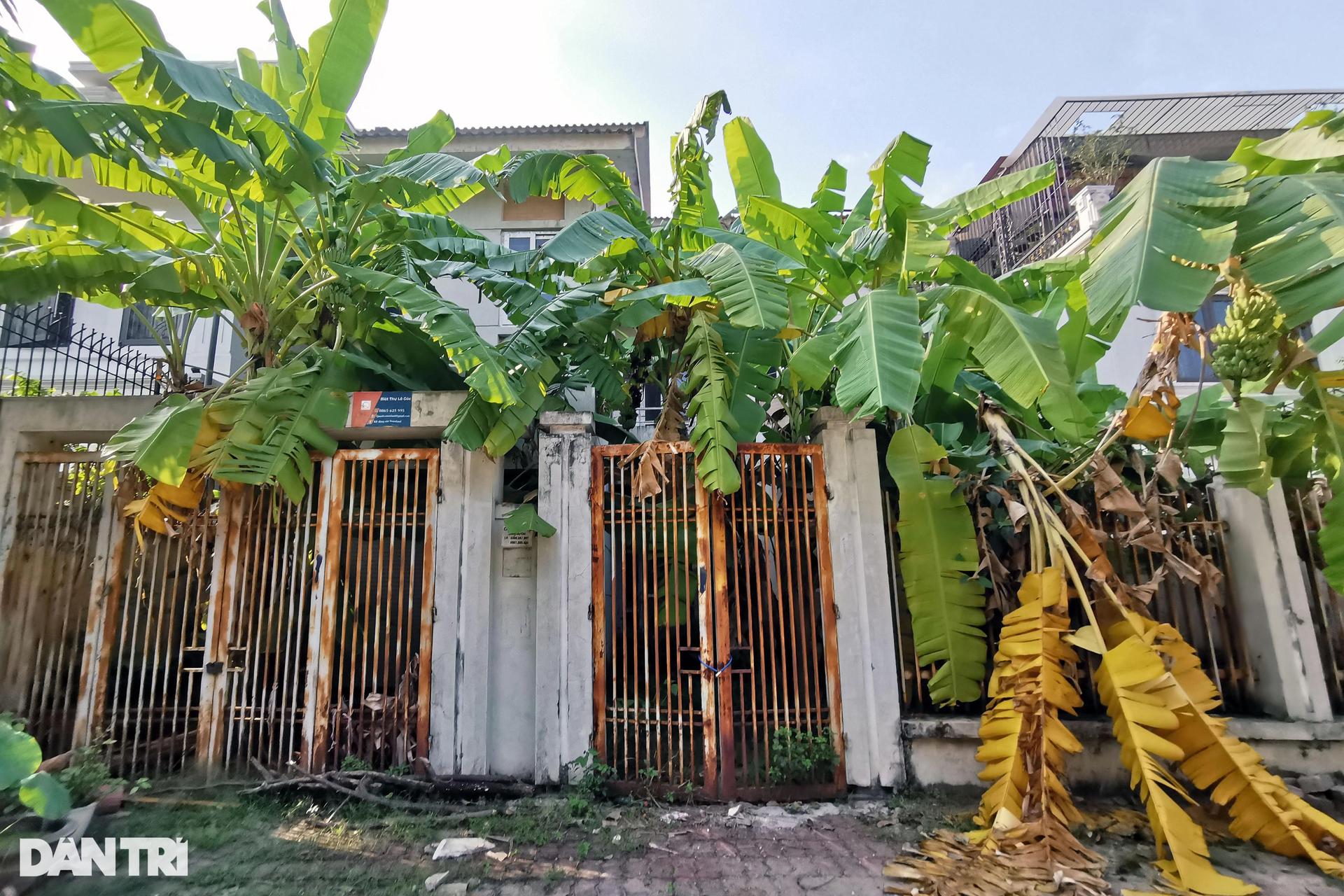 Chuối mọc um tùm trong biệt thự bỏ hoang ở một khu đô thị phía Tây Hà Nội - 9 Chuối mọc um tùm trong biệt thự bỏ hoang ở một khu đô thị phía Tây Hà Nội - 9