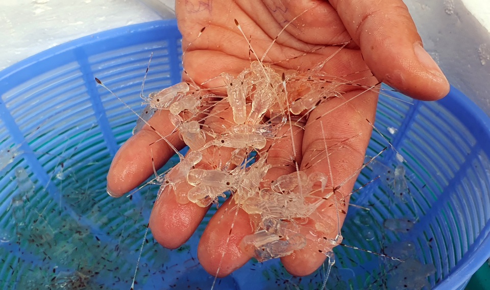 Độc đáo nghề săn tôm hùm giống hốt bạc triệu - 8 Độc đáo nghề săn tôm hùm giống hốt bạc triệu - 8