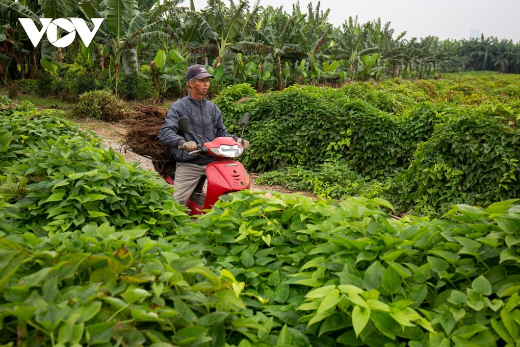Hà Nội: Cực nhọc đào loại củ trồng vạ vật cũng ra tiền ở bãi giữa sông Hồng - 15 Hà Nội: Cực nhọc đào loại củ trồng vạ vật cũng ra tiền ở bãi giữa sông Hồng - 15