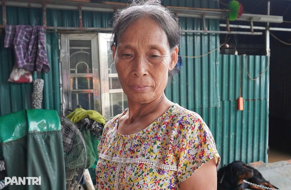 Hà Nội: Nước ngập đến cổ, lão nông mất trắng 2 ao cá, đàn trâu gặp nguy - 2 Hà Nội: Nước ngập đến cổ, lão nông mất trắng 2 ao cá, đàn trâu gặp nguy - 2