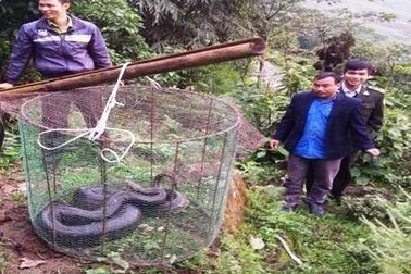 Lào Cai: Thả trăn đất quý hiếm về rừng tự nhiên