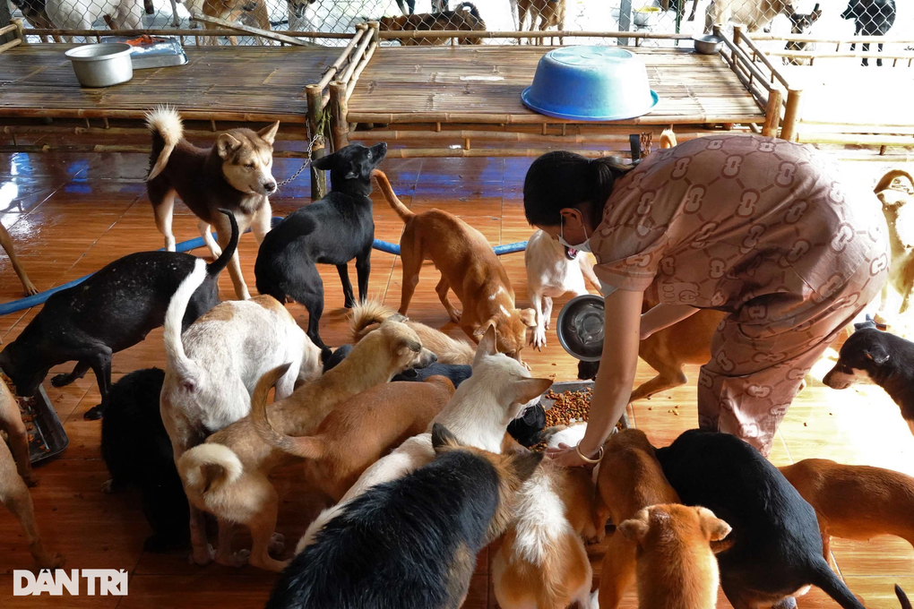 Nữ công nhân bị xa lánh vì lấy tiền cưu mang hàng trăm chó mèo bị bệnh - 6 Nữ công nhân bị xa lánh vì lấy tiền cưu mang hàng trăm chó mèo bị bệnh - 6
