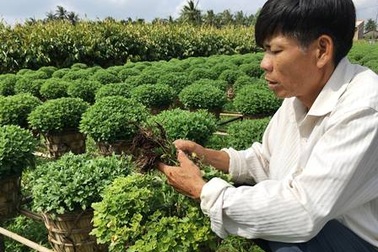 Mất mùa hoa Tết vì thuốc bảo vệ thực vật