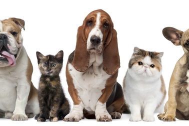 7 bệnh bạn có thể bị lây từ thú cưng