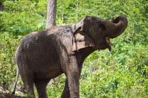 Voi có thể bắt chước “ngáp” như con người